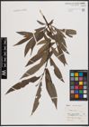 Foto von Salix daphnoides Vill. x Salix viminalis L.